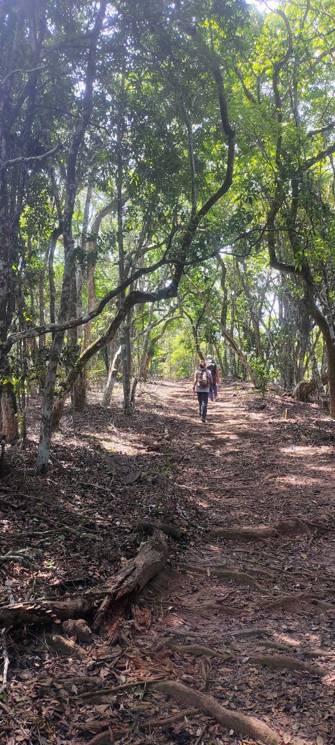 Camino y naturaleza en la Floresta da Tijuca