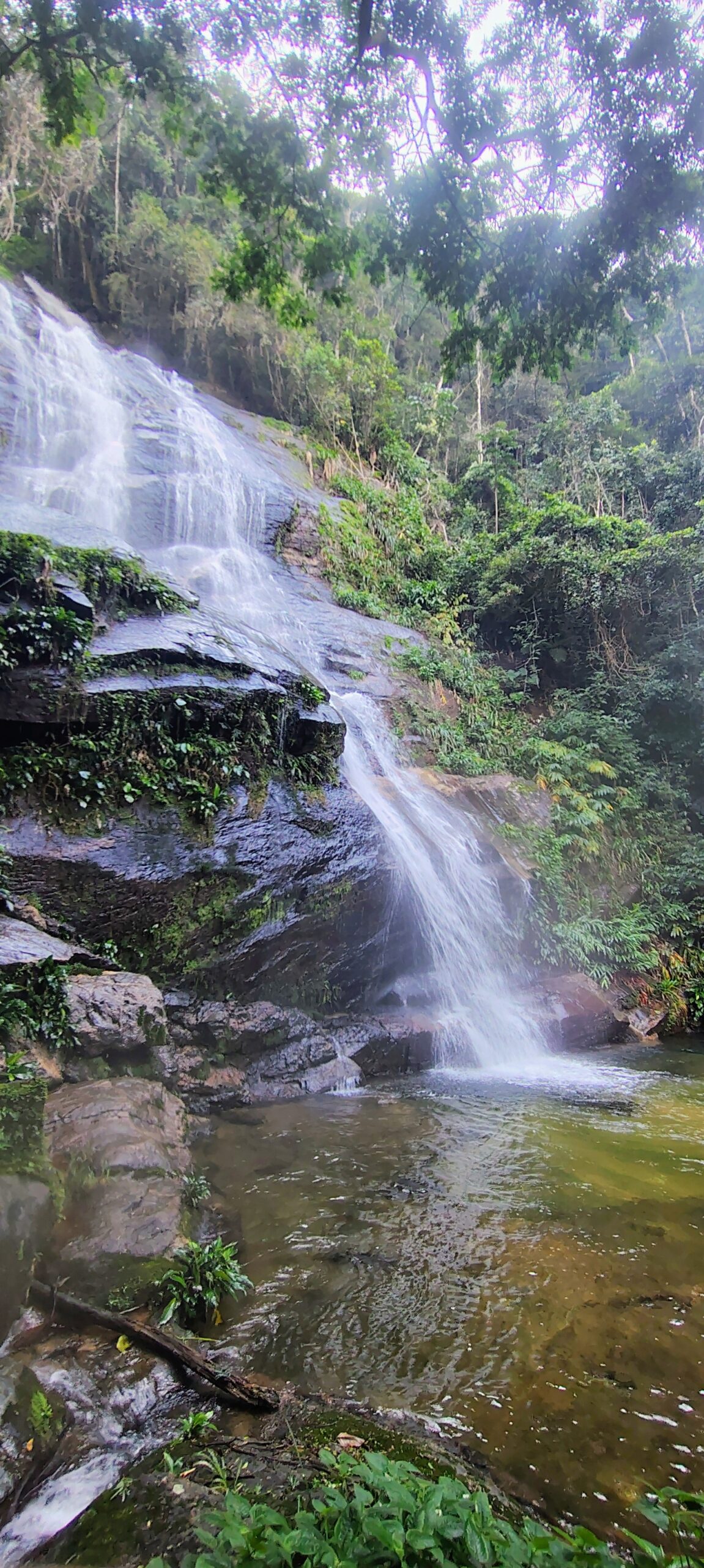 Floresta da Tijuca y vegetación de Mata Atlántica